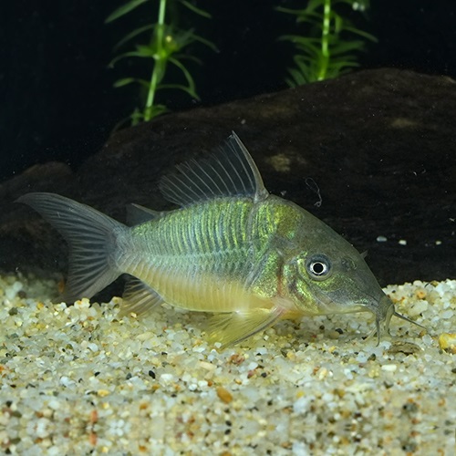 ブロキス・スプレンデンス（Ｌ）（ラブレア）