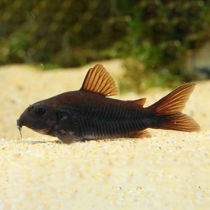 Ｃｏ，ベネズエラブラック(ブリード)