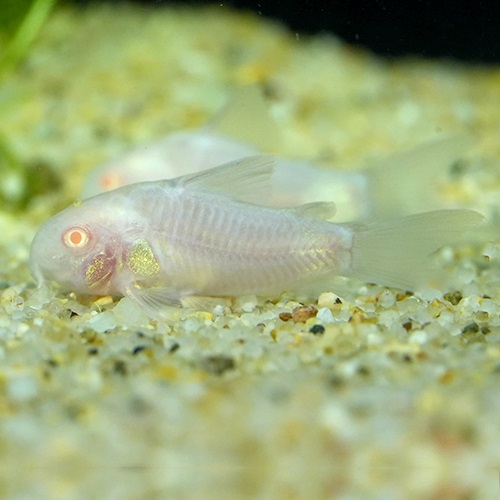 Ｃｏ，アルビノパンダ（ブリード）