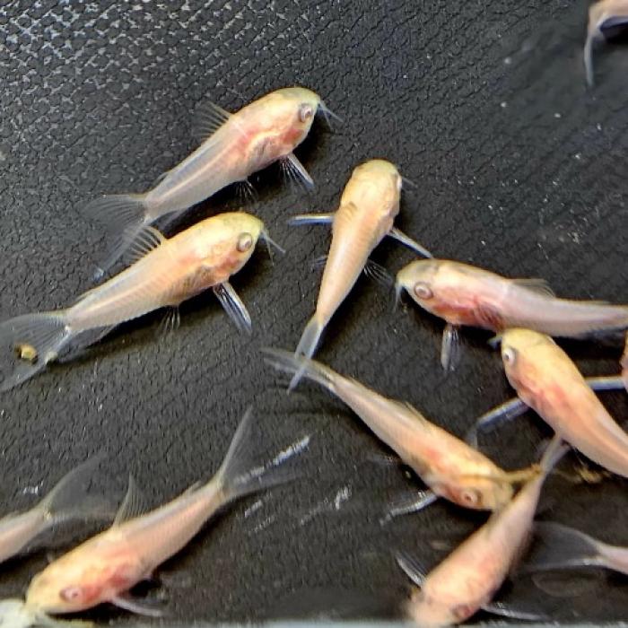 Ｃｏ，アルビノピグミー（ブリード）