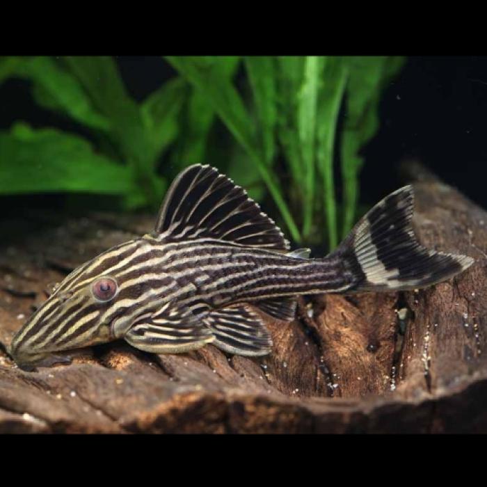 ゴールデンサンダーロイヤルプレコ(タパジョス)(SM)