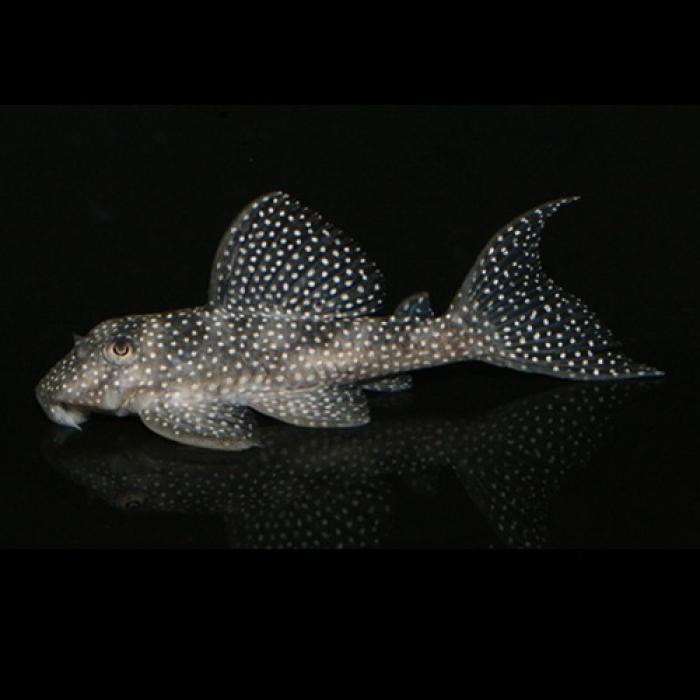 ペパーミントペコルティア(タパジョス)