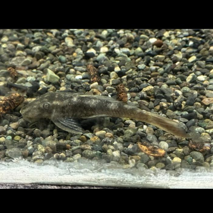 レッドテールフラットヘッドプレコ(アマパリ)