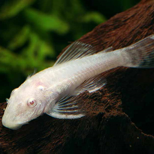 アルビノブッシープレコ（ブリード）