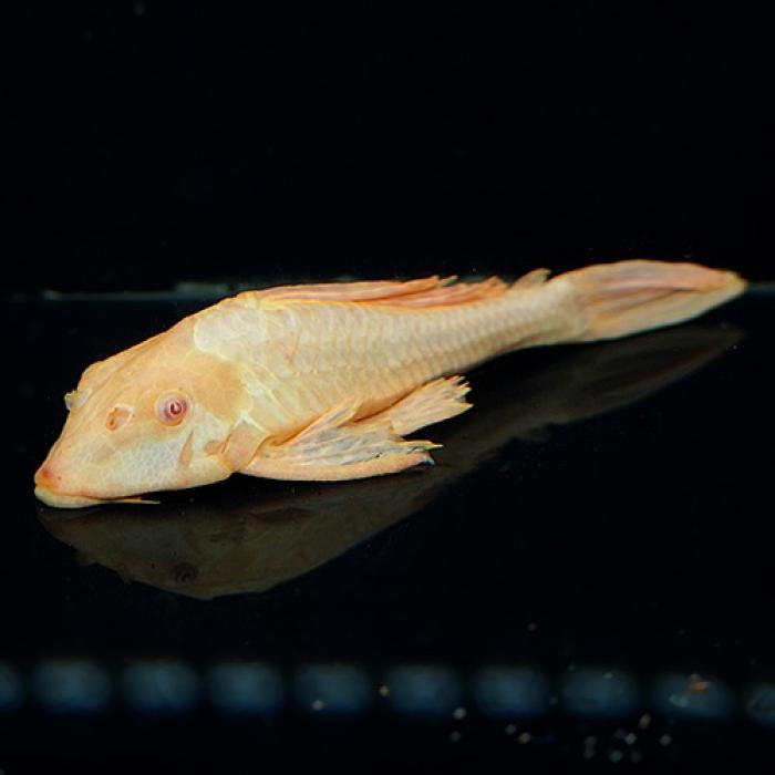 アルビノマーブルセルフィンプレコ（Ｌ）