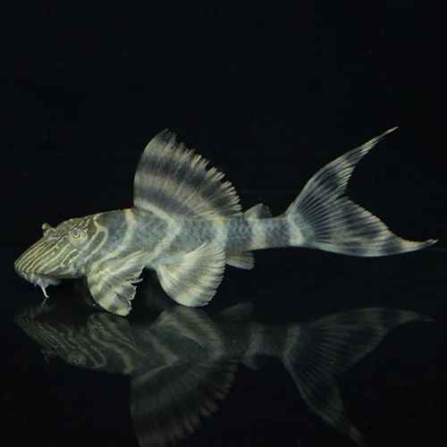 ラビリンスレッドタイガープレコ