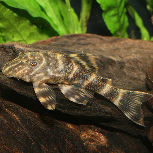 タイガープレコ（コロンビア）