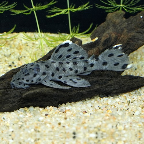 タパジョスグレイトリムプレコ（タパジョス）（MS)