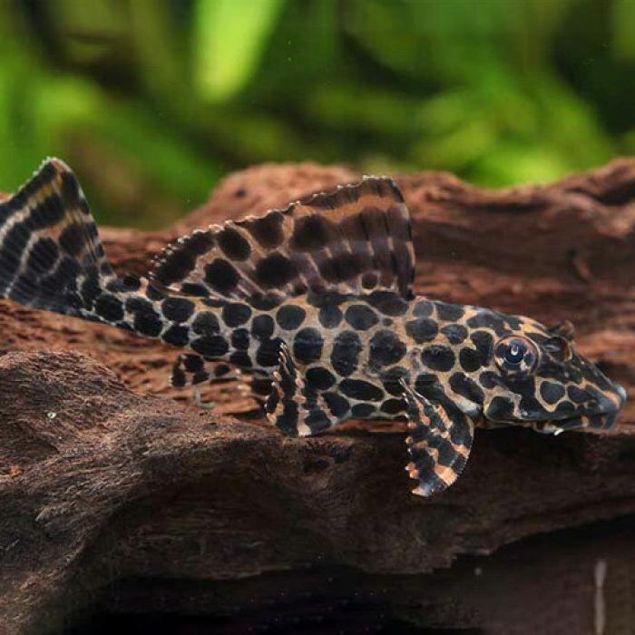 マーブルセルフィンプレコ（Ｌ）