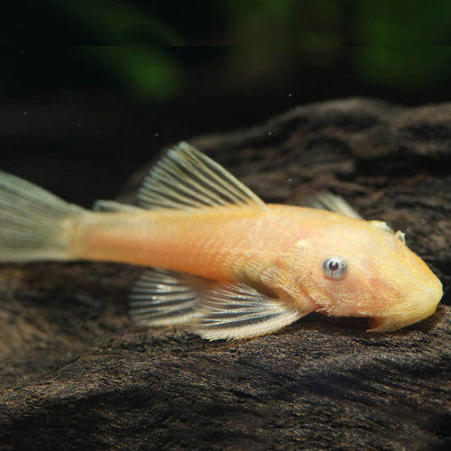 ブルーアイゴールデンブッシープレコ