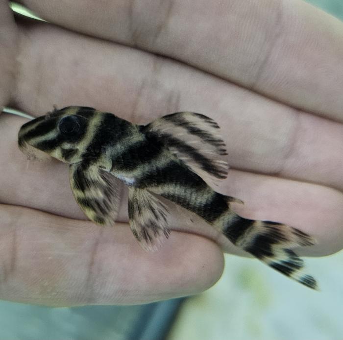 オリノコガットタイガープレコ（コロンビア）（L）