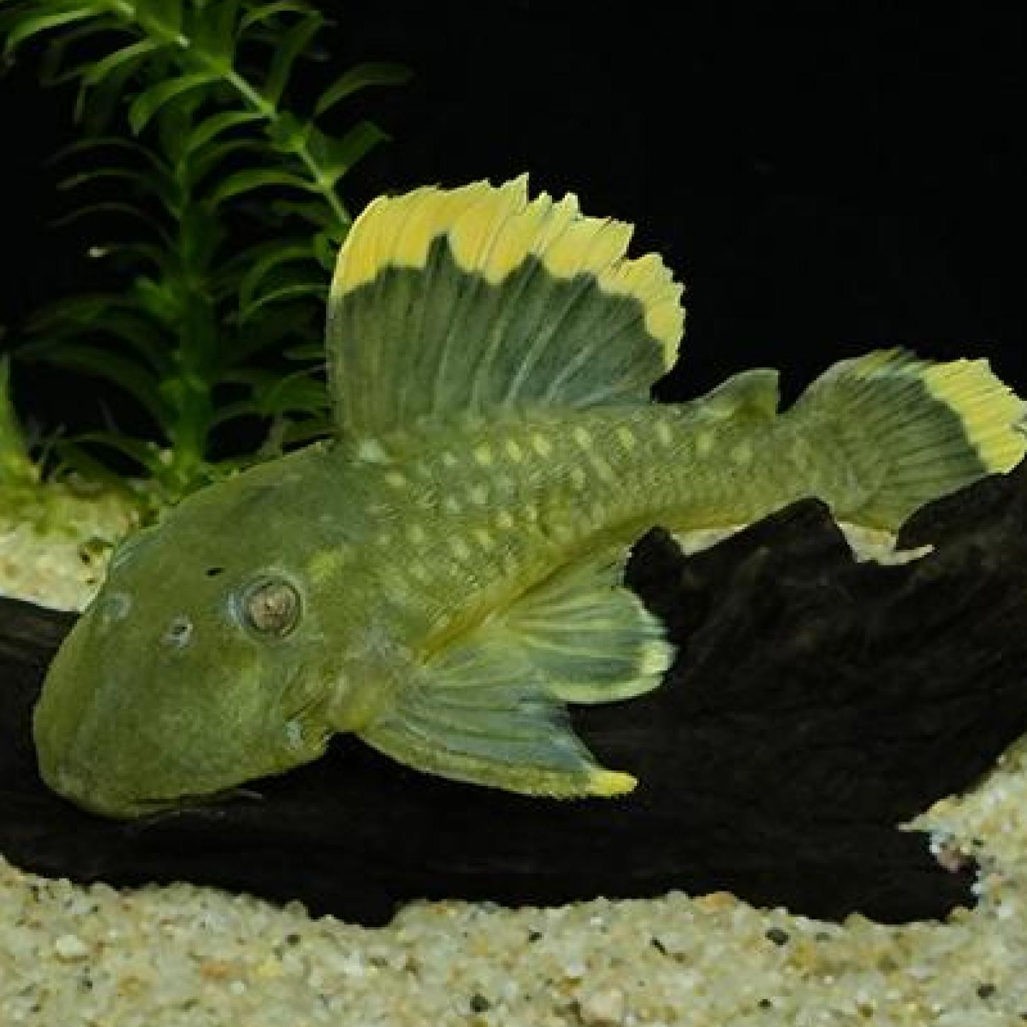 オレンジフィンブラックプレコ（シングー）（Ｍ）