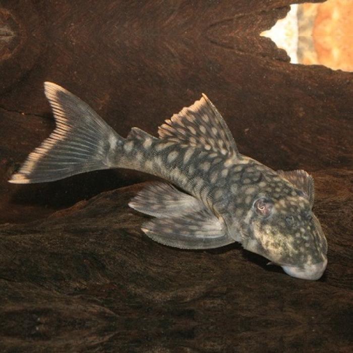 オレンジシームプレコ（コロンビア）（Ｌ）