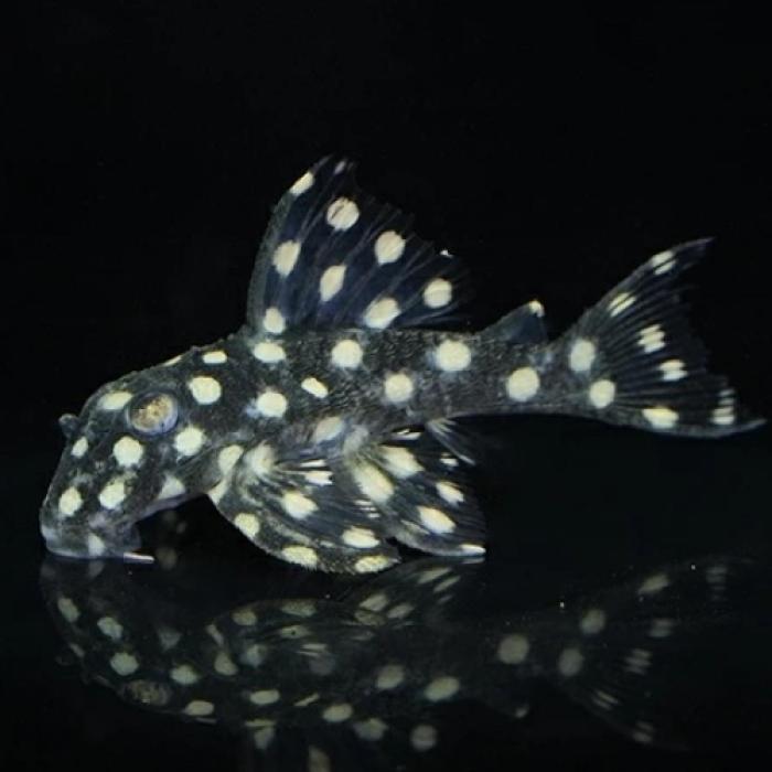 ファンシースポットプレコ（コロンビア）(Ｌ471)