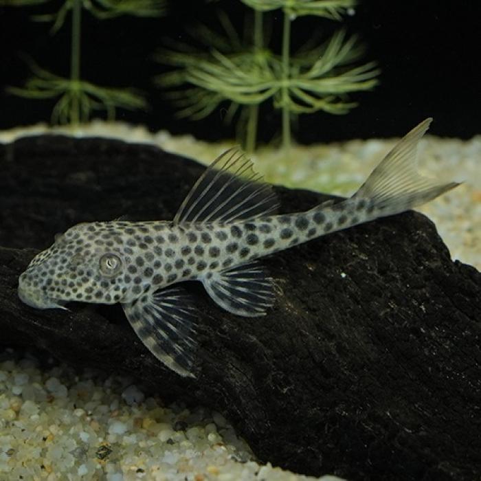 クプープレコ（ペルー）