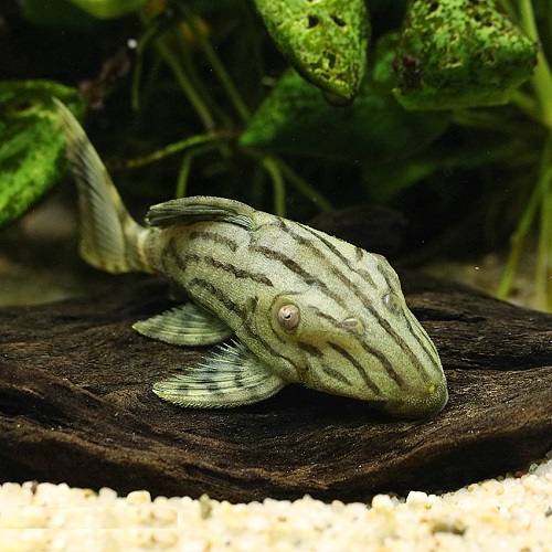 グリーンロイヤルプレコ（コロンビア）（ＳＭ）