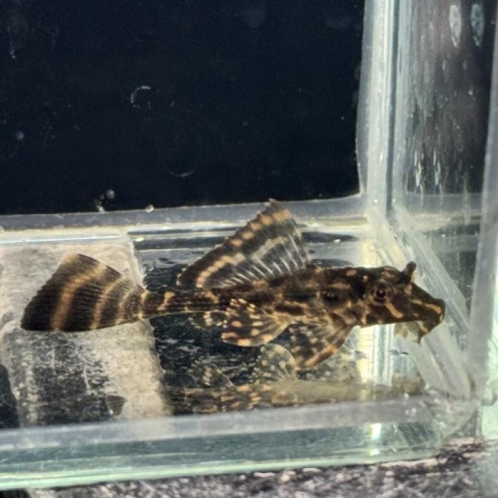 ドラゴンボルダードプレコ（パラナイーバ）