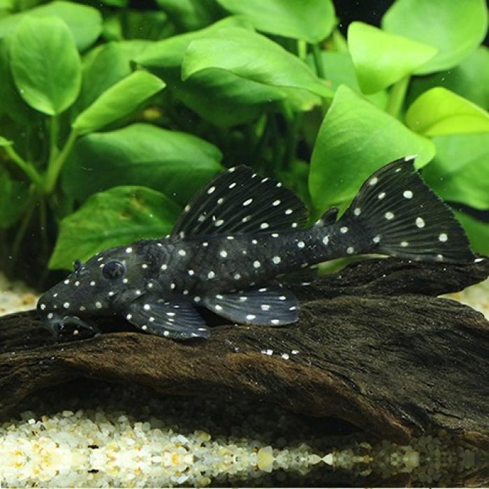 スーパーブラックドラゴンスタークラウンプレコ（ブリード）