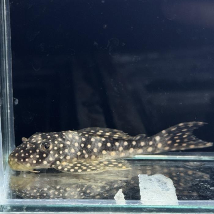 フラッシュゴールデンマグナムプレコ（シングー）（Ｍ）