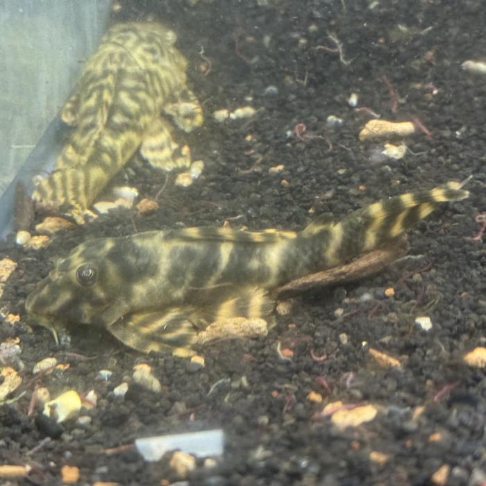 マルガタイガーペコルティア（ヤムンダ）