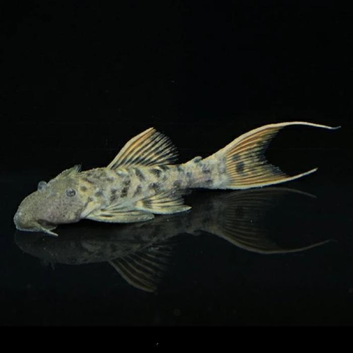 タイタニックトリムプレコ（Ｍ）（タパジョス）