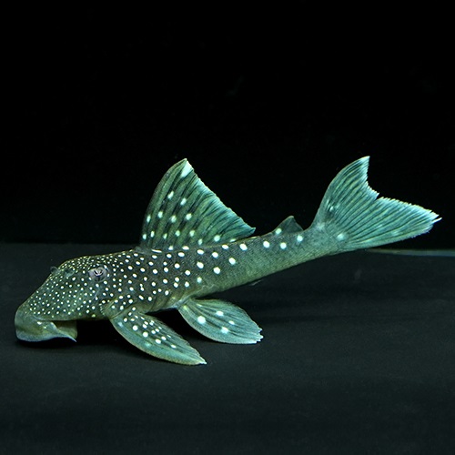 ブルーフィンペコルティア（コロンビア）（ML）