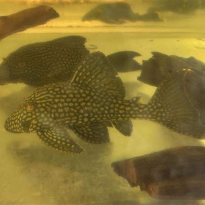 フルスポットロイヤルプレコ（コロンビア）（ＭＬ）