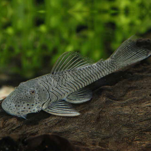 ブロンズプレコ（コロンビア）