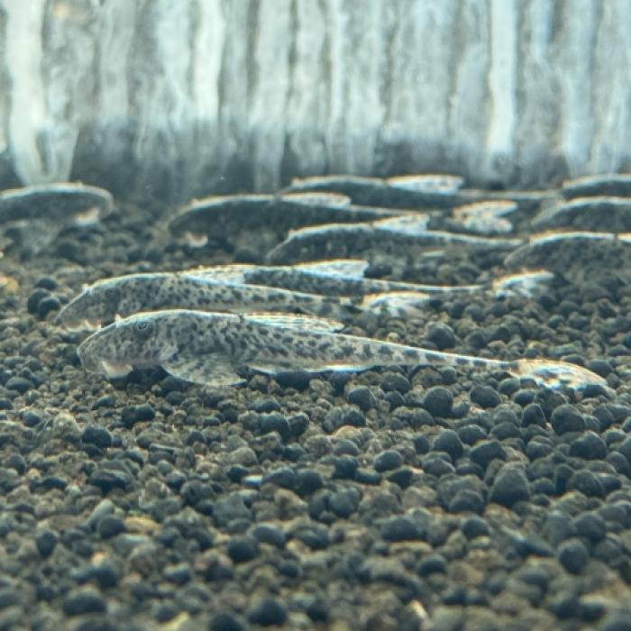 ハルティア　プンクタータ（トカンチンス）