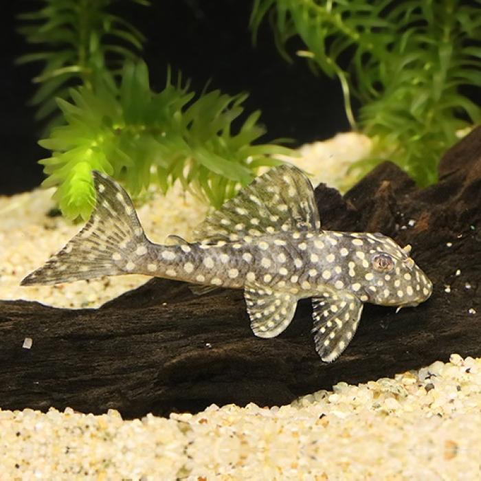 ルビースポットマグナムプレコ（シングー）（Ｍ）