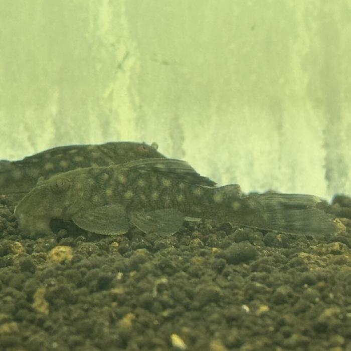 バリアンキストルスｓｐＬ-019