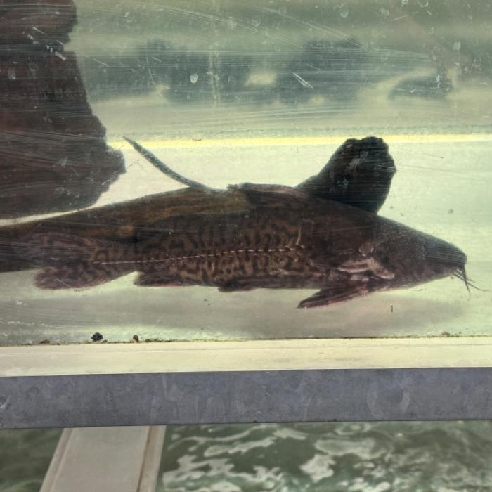 サンフランシスコドラス（リオ　サンフランシスコ）