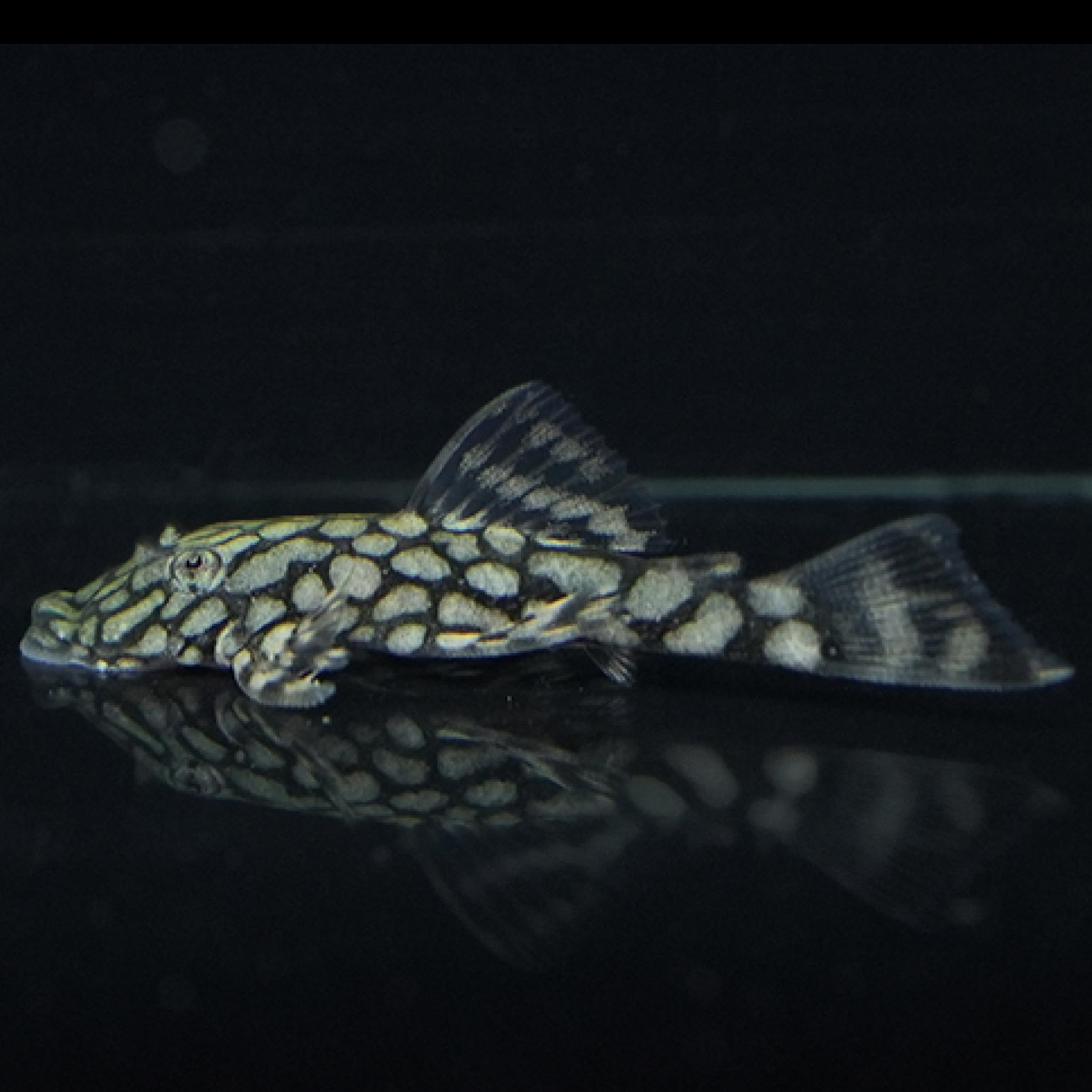 ロイヤルアラベスクブッシープレコ（ブリード）