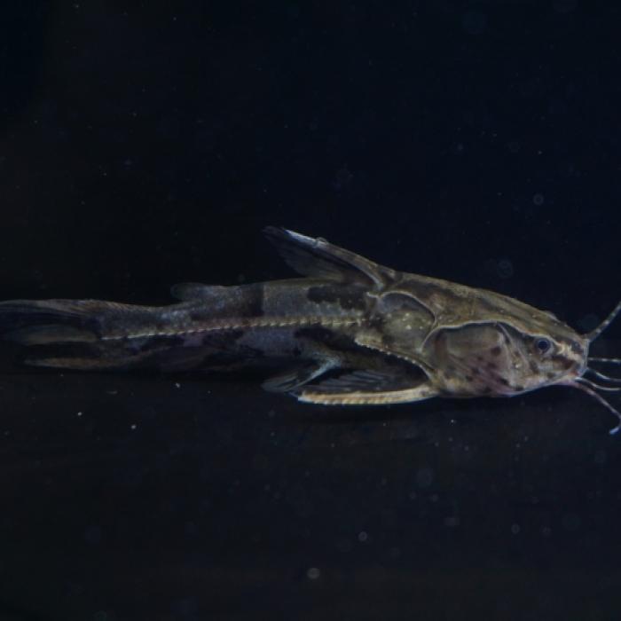 アナドラス・グリプス（ペルー）