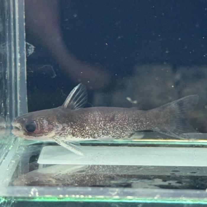 バイオレットブルータティア（シングー）