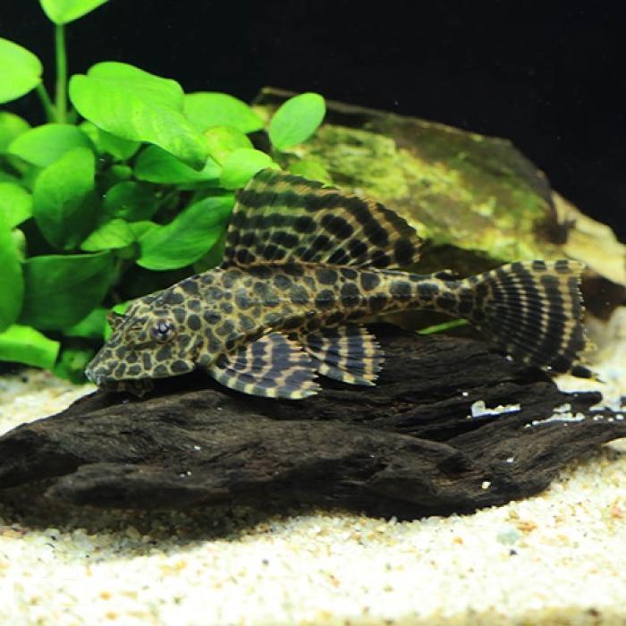 マーブルセルフィンプレコ(ML)