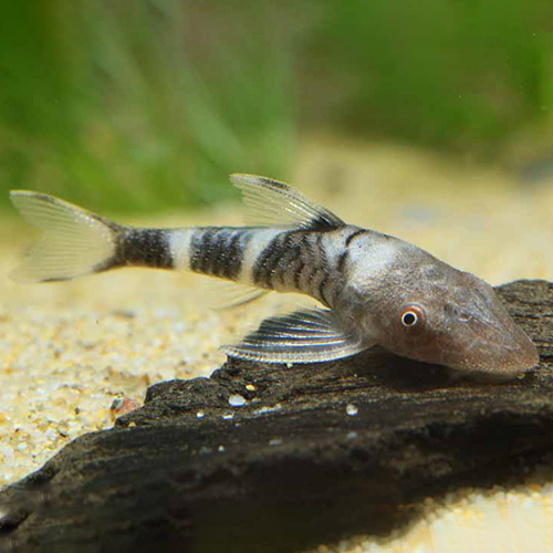 ボルケーノオトシン（ペルー）