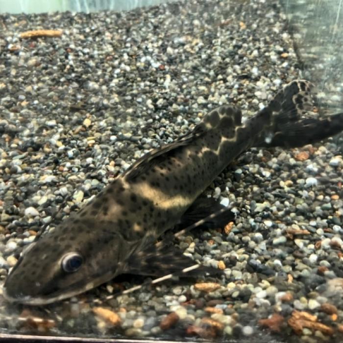 イエローセルフィンキャット（ペルー）（Ｌ）