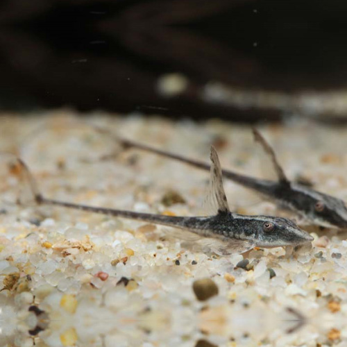 ロイヤルファロエラ（ブリード）