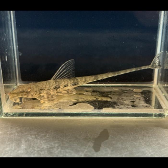 ロリカリアＳＰ（リオ　カショーホ）