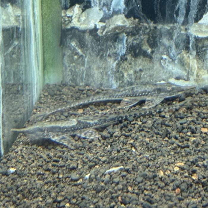 ファロエラ・アマゾニカ