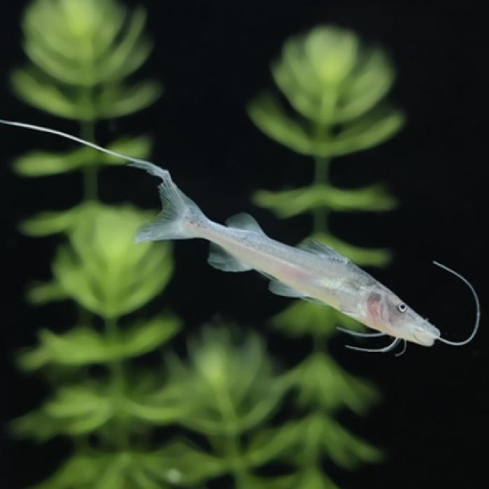 ドラードキャット（ベビー）