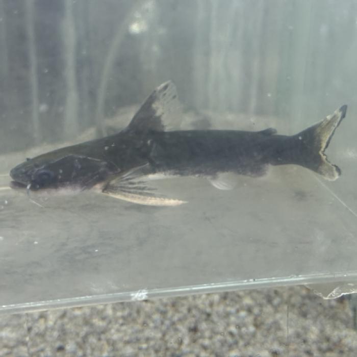 メガマウスキャット（シングー）