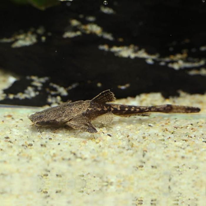 バンジョーキャット（ペルー）