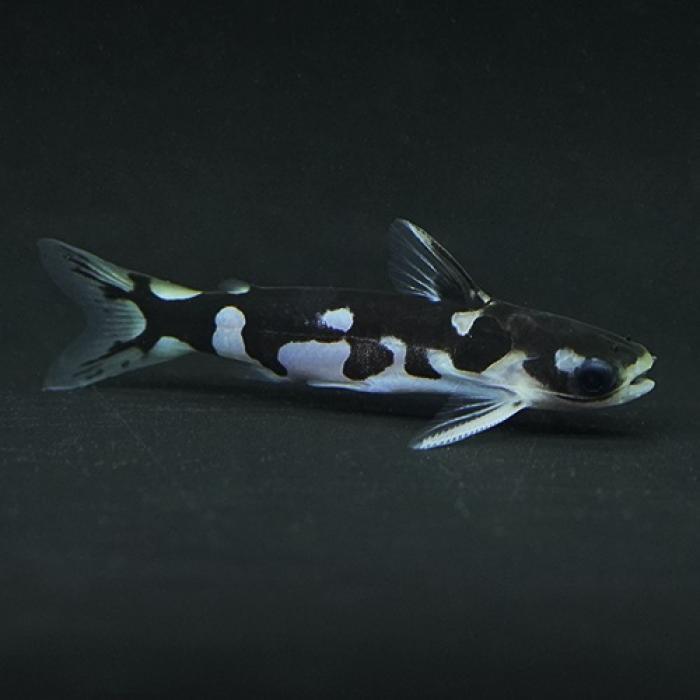 ホルスタインタティア（ニャムンダ（ＭＬ）