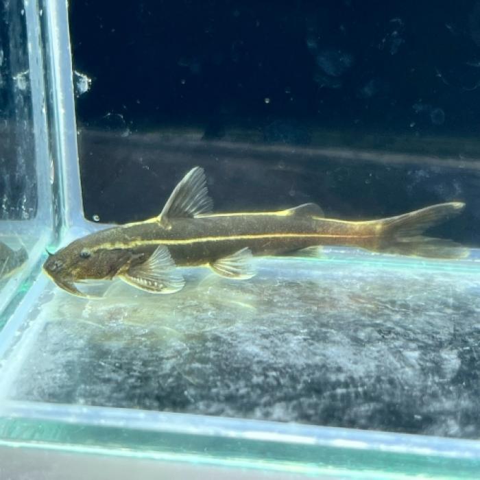 グリプトソラックス・ラオエンシス（中国）