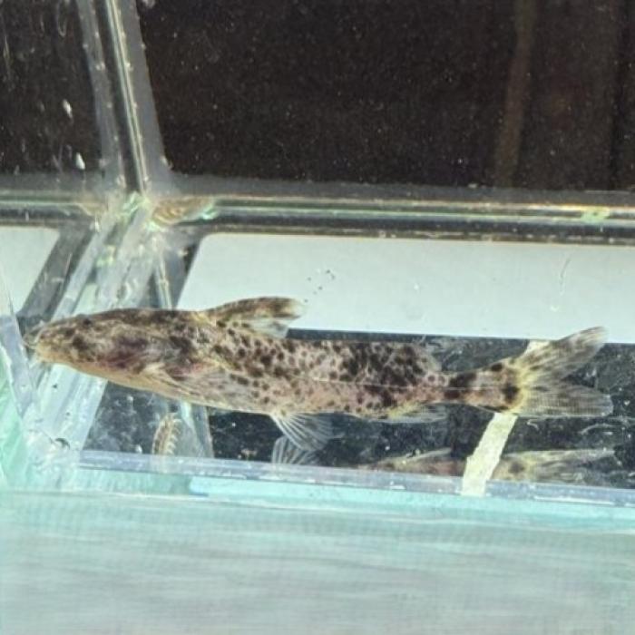 マーブルドラス（ペルー）