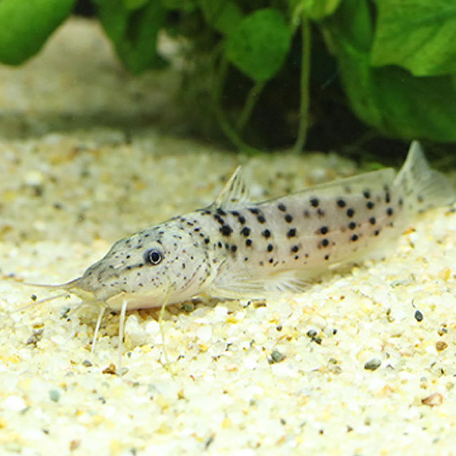 アフリカンスポッテッドキャット（コンゴ）