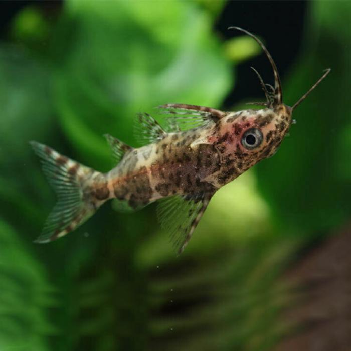 サカサナマズ（コンゴ）