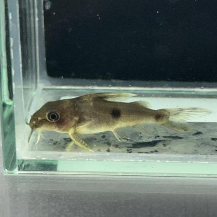 Ｓｙ，ノッタータス（コンゴ）